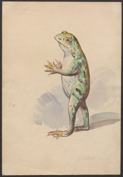 Naila, die Quellenfee